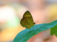 Tetragonus lycaenoides