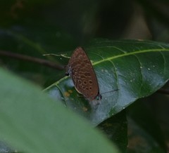 Arhopala athada
