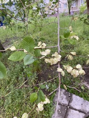 Ulmus pumila