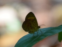 Tetragonus lycaenoides