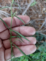 Antirrhinum barrelieri