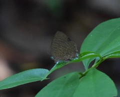 Arhopala pseudomuta