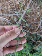 Antirrhinum barrelieri