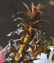 Lagarosiphon ilicifolius image