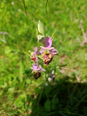 Ophrys fuciflora