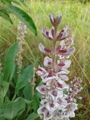 Lupinus villosus