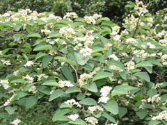 Cotoneaster multiflorus