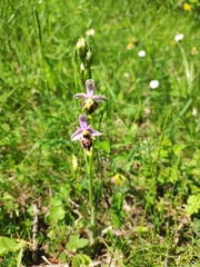 Ophrys fuciflora