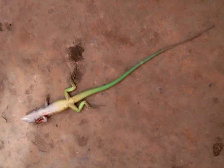 Margarita Whiptail photo 5