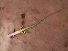 Cnemidophorus senectus