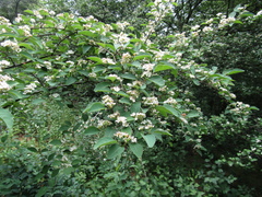 Cotoneaster multiflorus