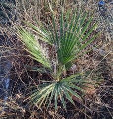 Washingtonia
