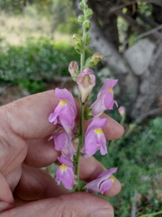 Antirrhinum barrelieri