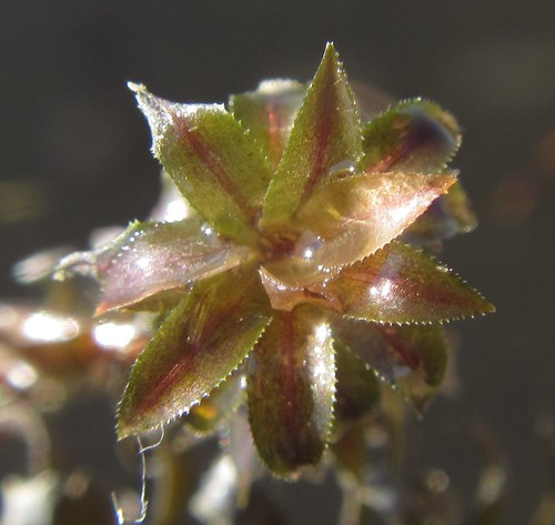 Image of Lagarosiphon ilicifolius by (c) Robert Taylor, some rights reserved (CC BY)