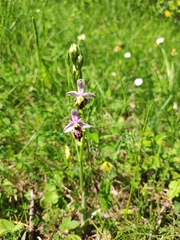 Ophrys fuciflora