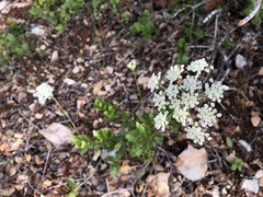 Conopodium subcarneum