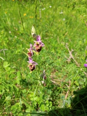 Ophrys fuciflora