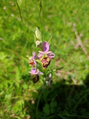 Ophrys fuciflora