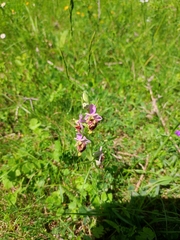 Ophrys fuciflora