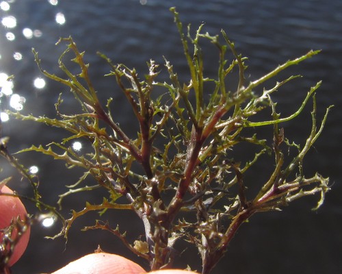 Najas horrida (Najas horrida)