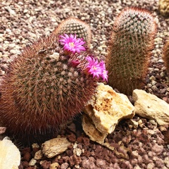 Mammillaria spinosissima spinosissima
