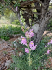 Antirrhinum barrelieri