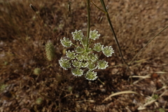 Conopodium subcarneum