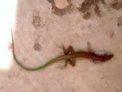 Cnemidophorus senectus