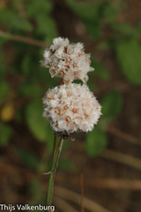 Armeria macrophylla