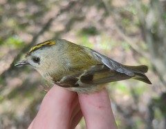 Regulus regulus regulus