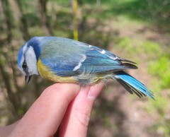 Cyanistes caeruleus caeruleus