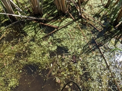 Emydoidea blandingii