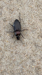 Coleoptera