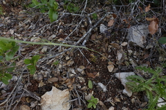 Conopodium subcarneum