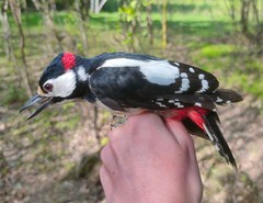 Dendrocopos major major