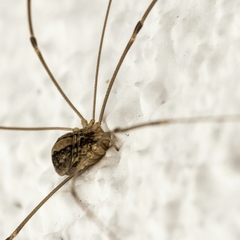 Cosmobunus granarius