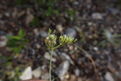 Conopodium subcarneum