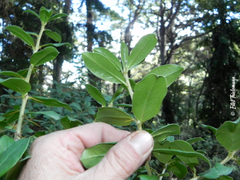 Archidasyphyllum diacanthoides