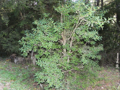 Archidasyphyllum diacanthoides