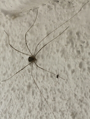 Cosmobunus granarius