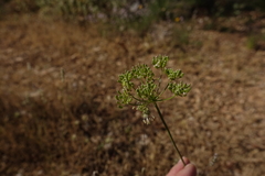 Conopodium subcarneum