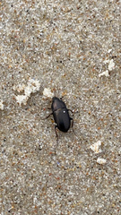 Coleoptera