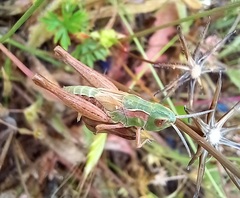 Chorthippus apicalis