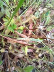 Chorthippus apicalis