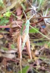 Chorthippus apicalis