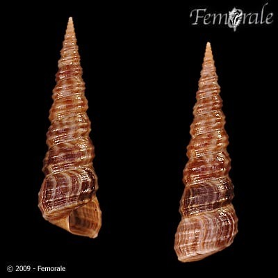 Turritella capensis