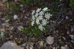 Conopodium subcarneum