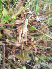 Chorthippus apicalis