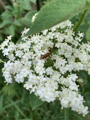 Cortodera humeralis