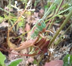 Chorthippus apicalis